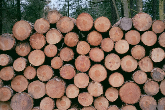 Stacked Forest Logs